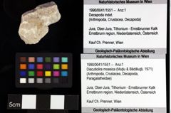 Foto (Objket + Etiketten) von Goniodromites complanatus (Reuss, 1858) 